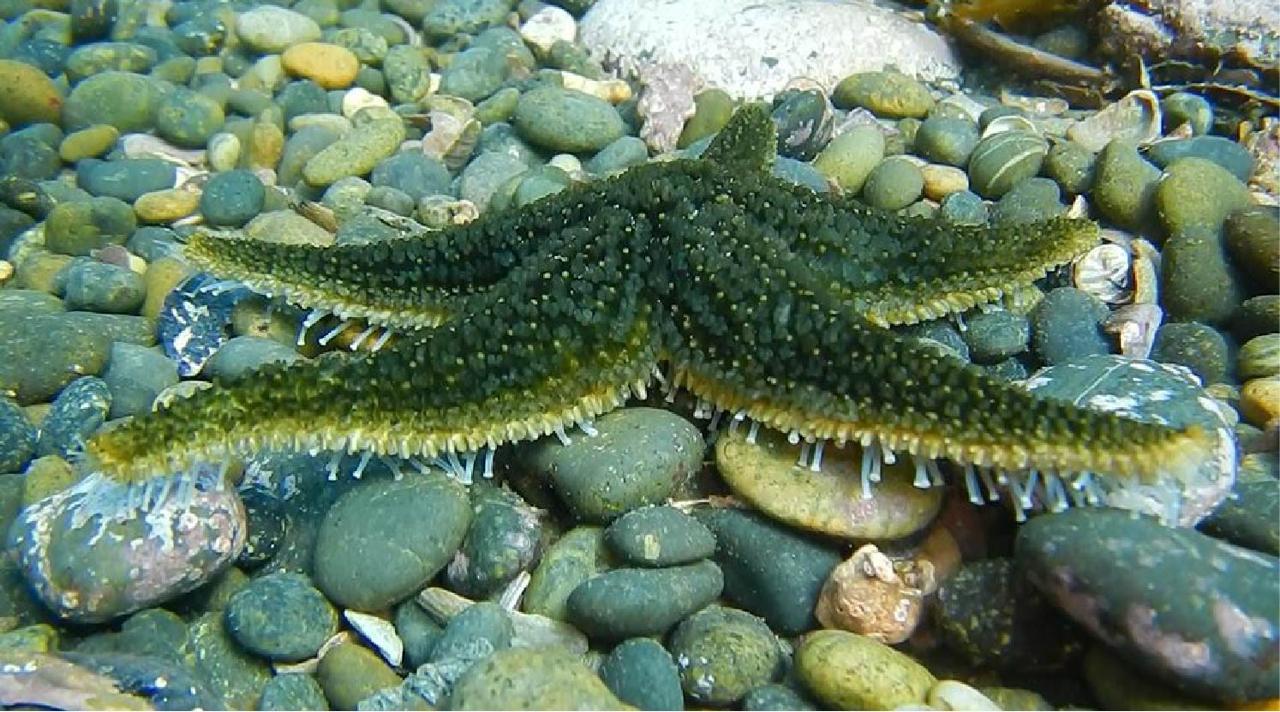 Termap y la UNPA avanzan con una alianza para estudiar la costa caletense
