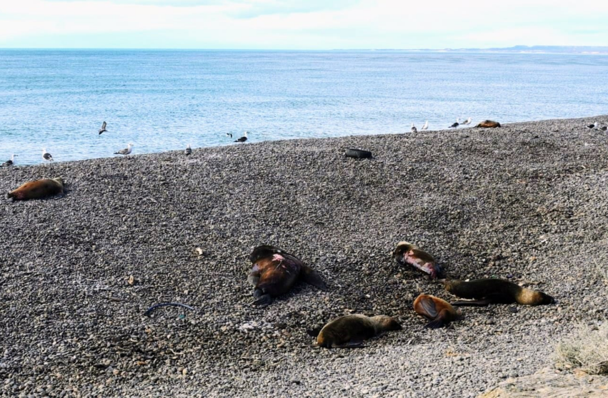 Exportaciones pymes: CAME y PromArgentina consolidan modelo de comercio con el sur de Brasil