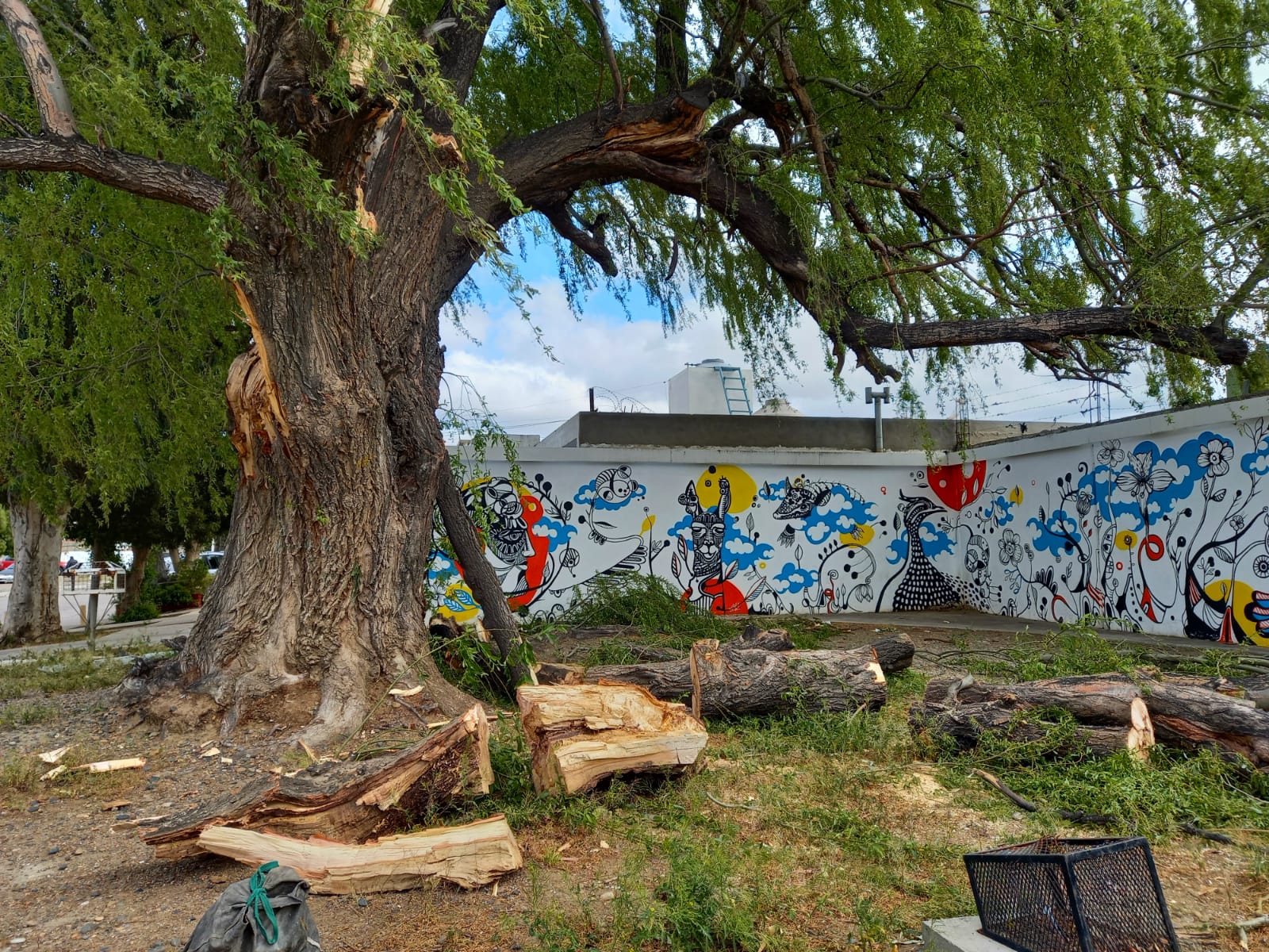 Se cayó un tronco gigante del árbol histórico de la ciudad