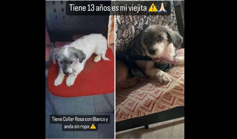 Ofrecen $100.000 de recompensa por una perrita perdida