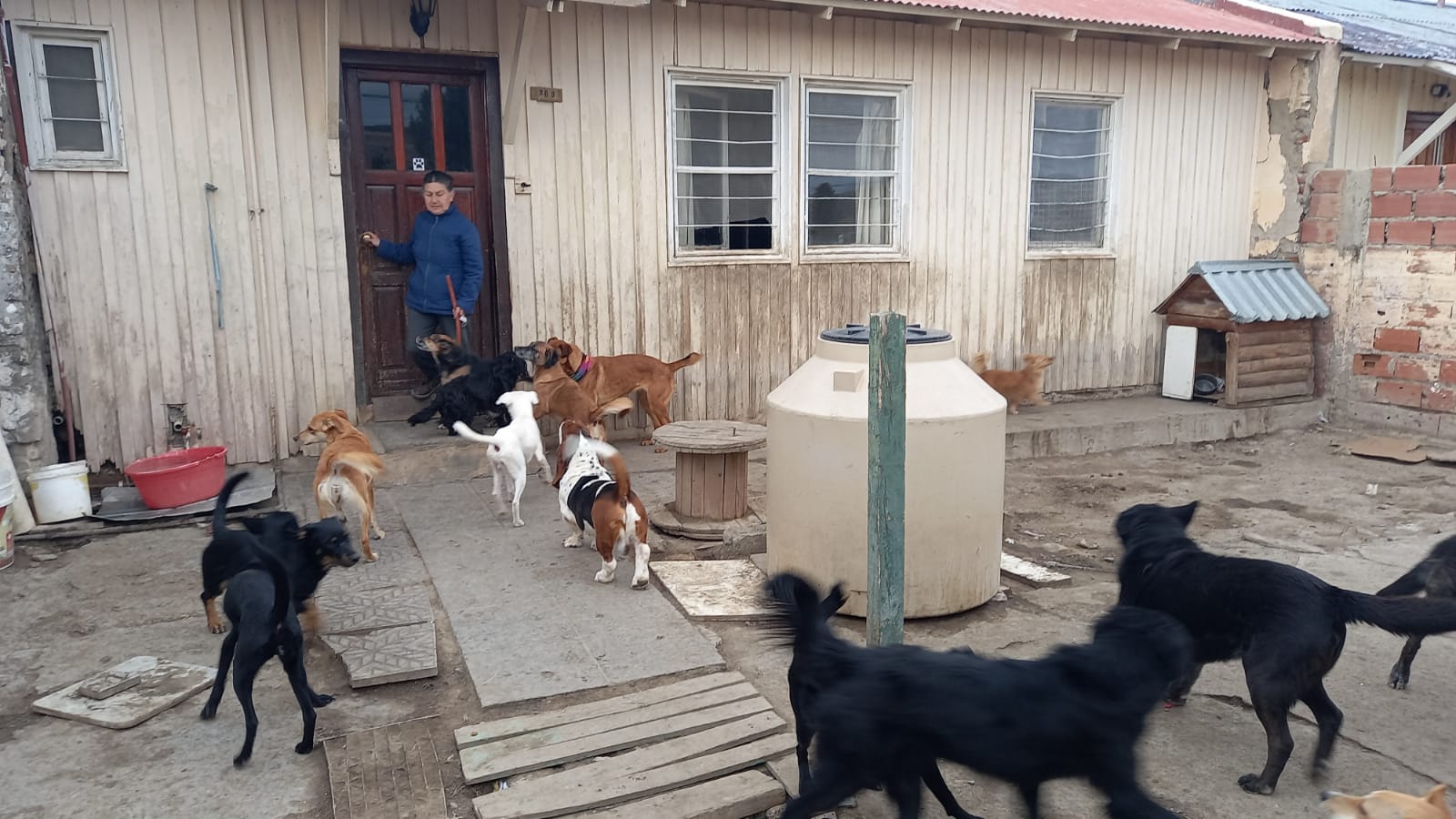 Vecina cuida cerca de 50 perros y pide que se construya un refugio canino