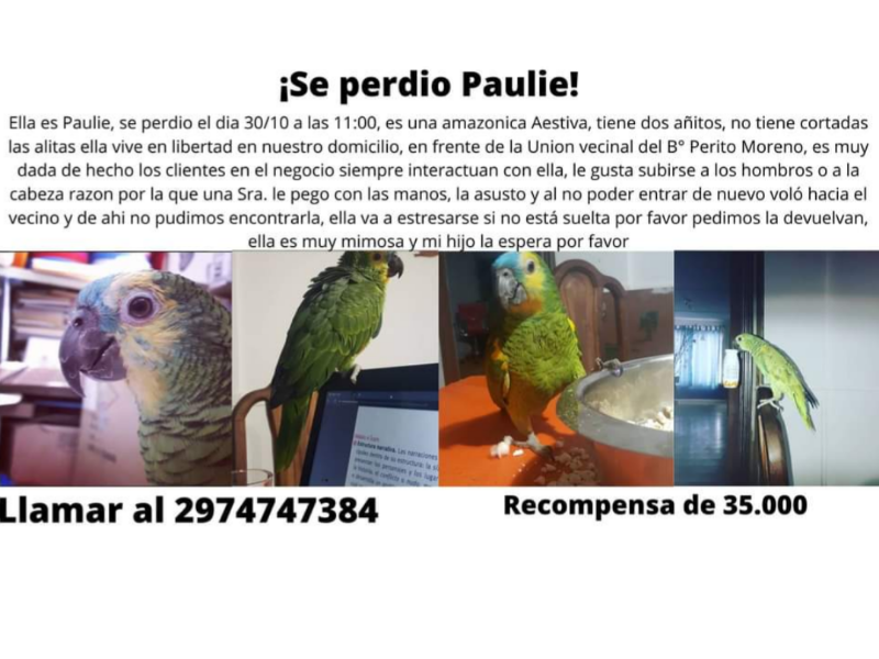Sigue la búsqueda del lorito 