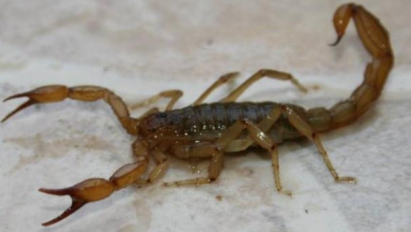 Alacranes en Santa Cruz: a qué estar atentos y qué hacer en caso de picadura