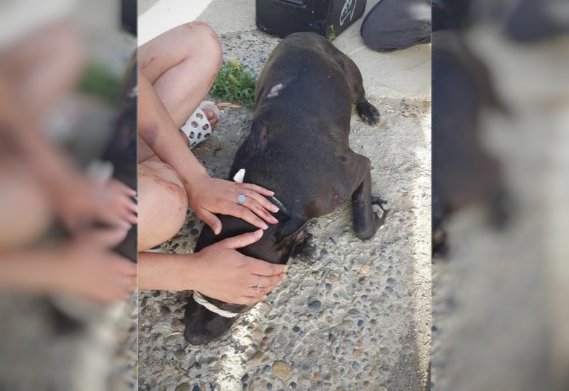 Comodoro: le dispararon a un perro que intentó morder a un policía en un allanamiento
