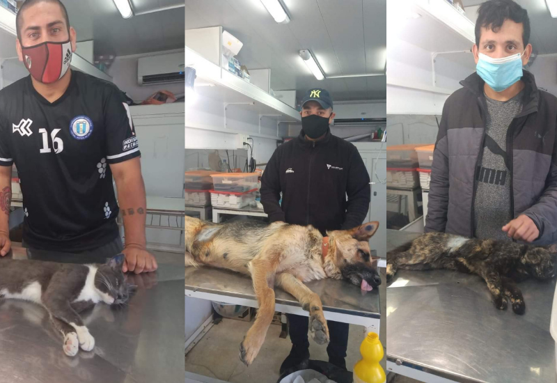 Continúan las jornadas de castración en el quirófano móvil