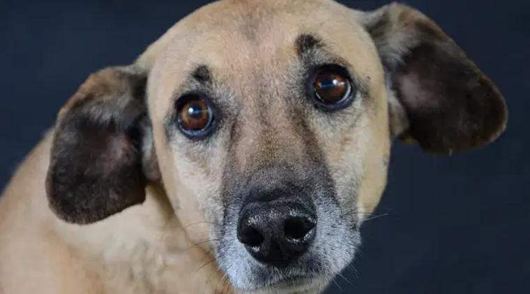 Sin corazón: mató a disparos a un perro callejero que alimentaban entre vecinos 