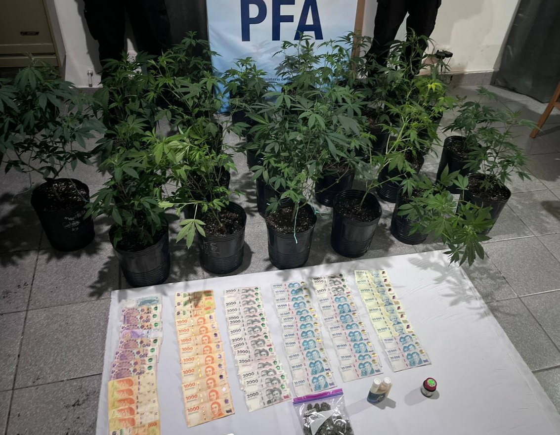 Desmantelan invernadero clandestino de marihuana en barrio Rotary XXIII