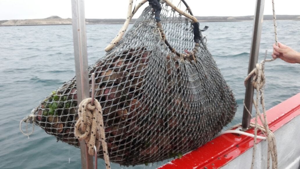 Veda por marea roja en todo el Golfo Nuevo 