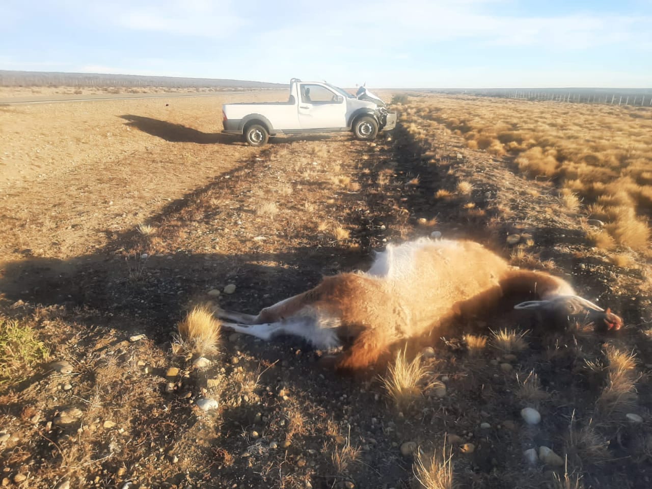 Zona del Cerrito: Una camioneta colisionó con un guanaco