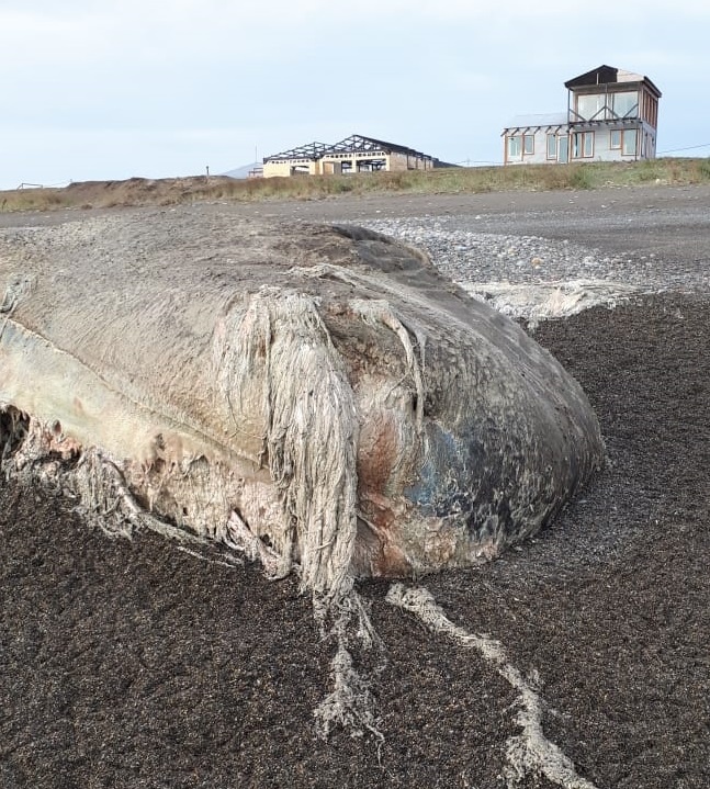 Cuándo cobro en la Caja de Previsión: fecha de pago y cómo son los aumentos de abril