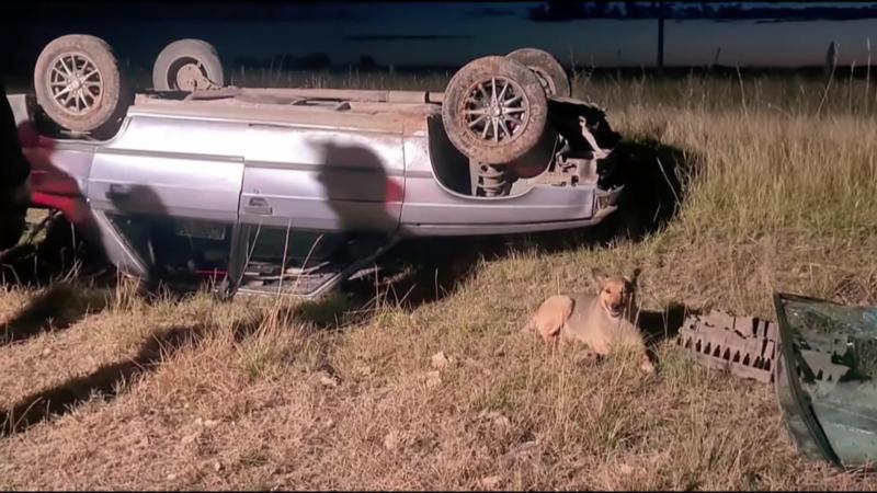 El amigo más fiel: tuvo un fuerte accidente en la ruta y su perro se quedó cuidándolo