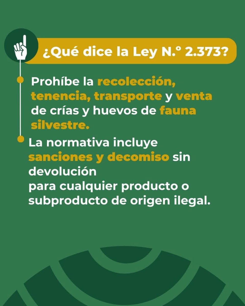 Santa Cruz alerta sobre la recolección ilegal de huevos de fauna silvestre