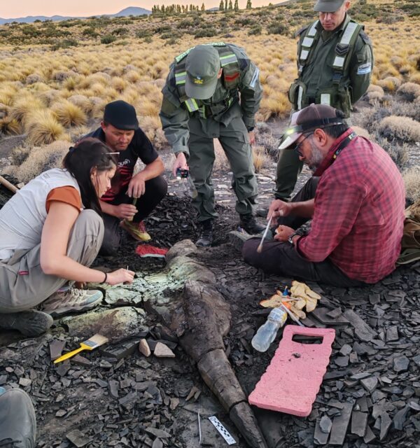 Neuquén: descubren restos fósiles de un ictiosaurio en Loncopué