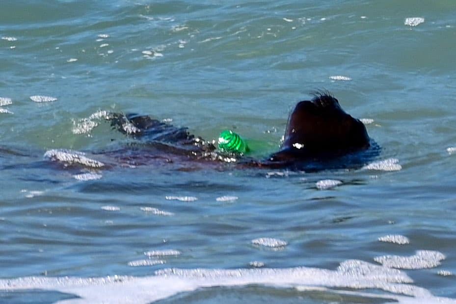Contaminación: Fotografiaron a un lobito marino jugando con una botella plástica