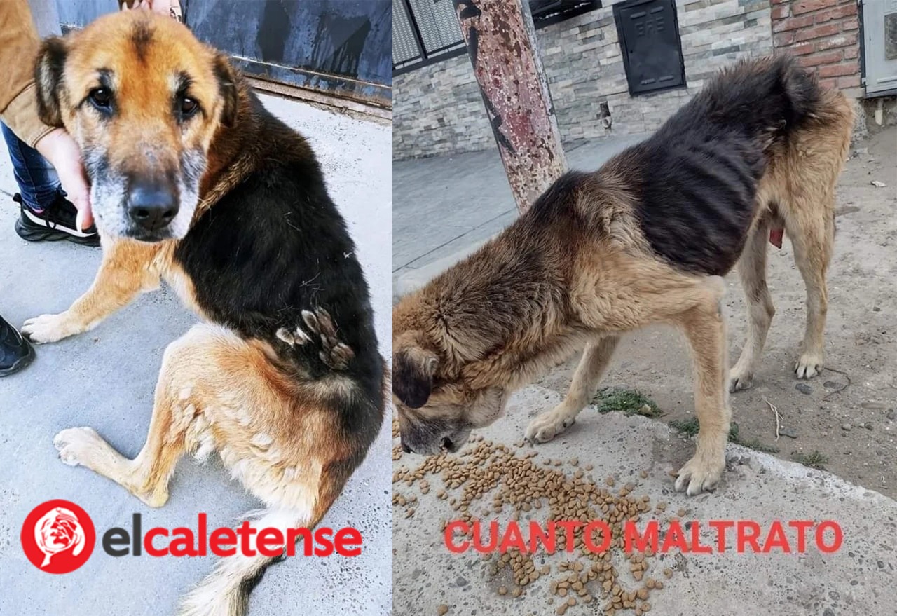 La protectora de animales 