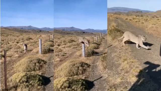 Un turista se topó con dos pumas y registró el encuentro