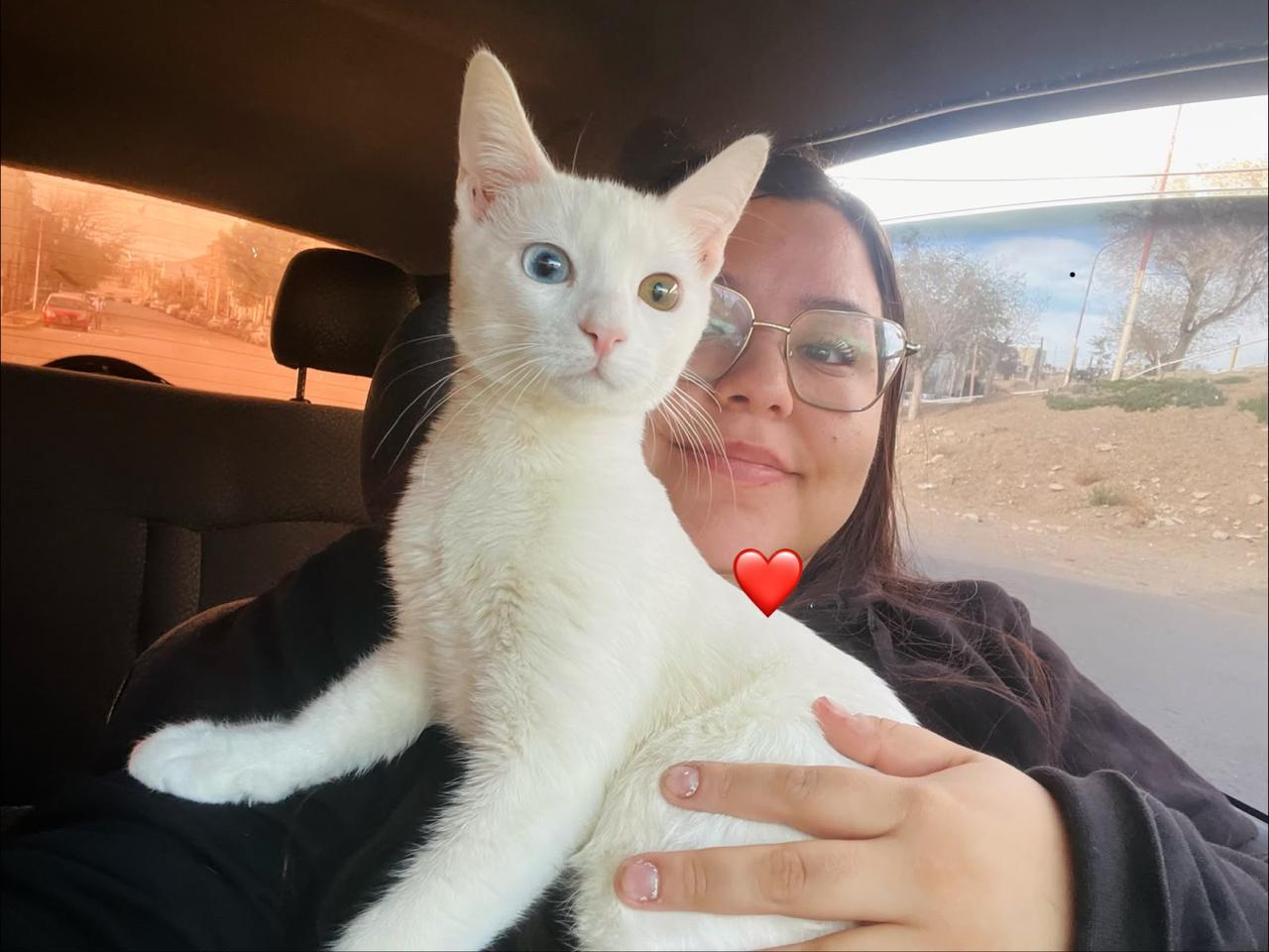 Denuncian a clínica veterinaria de Caleta Olivia tras la muerte de un felino