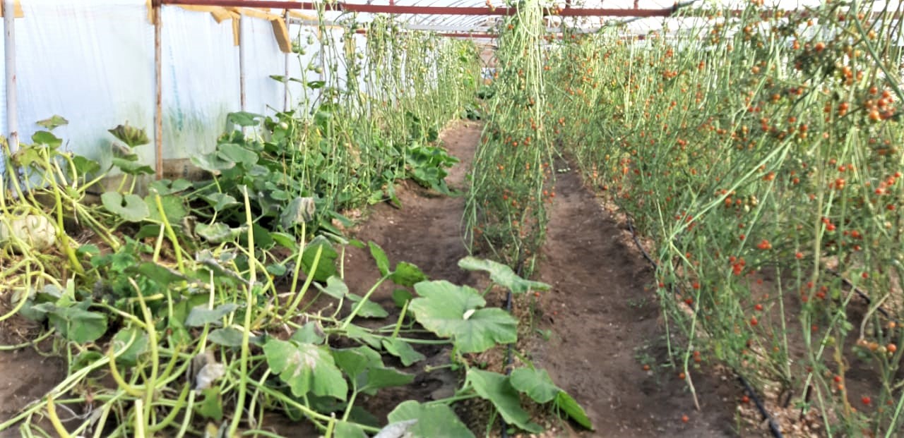 El guanaco en Santa Cruz: entre el desafío ambiental y su potencial nutricional