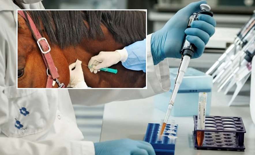 Suero equino: publicaron en The Lancet los resultados del estudio sobre pacientes con coronavirus