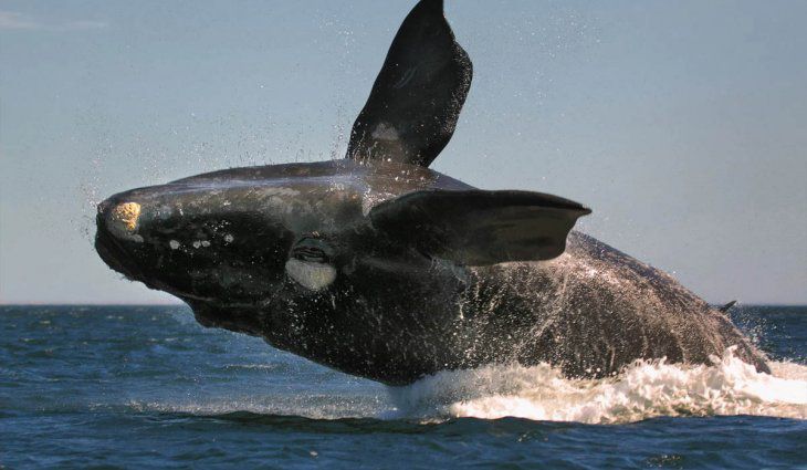 Chubut: Postergan el inicio de la temporada de avistaje de ballenas en Puerto Pirámides
