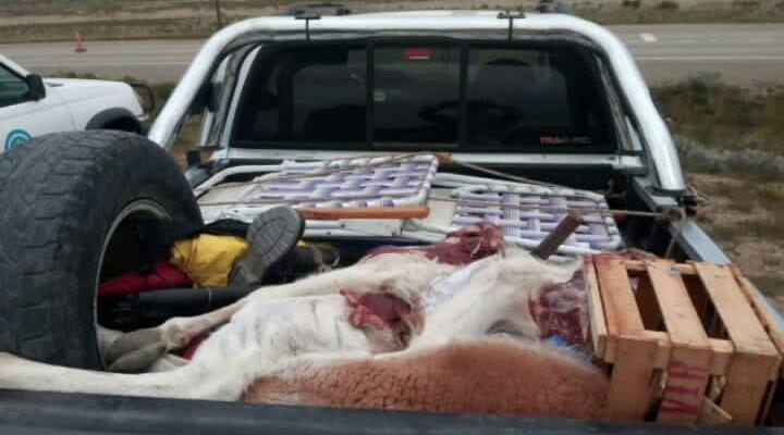 Tres hombres viajaban con restos de guanacos en una camioneta Chevrolet S10 