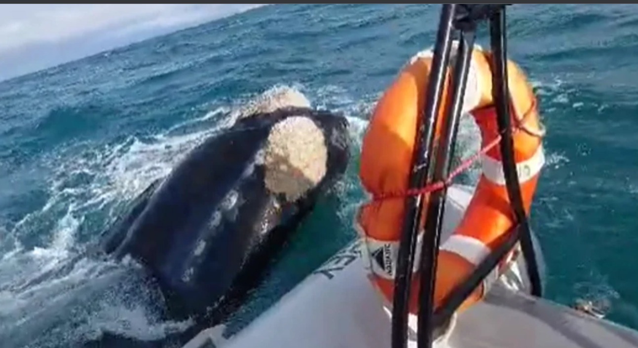 Fueron sorprendidos por una ballena mientras realizaban un curso de Timonel 
