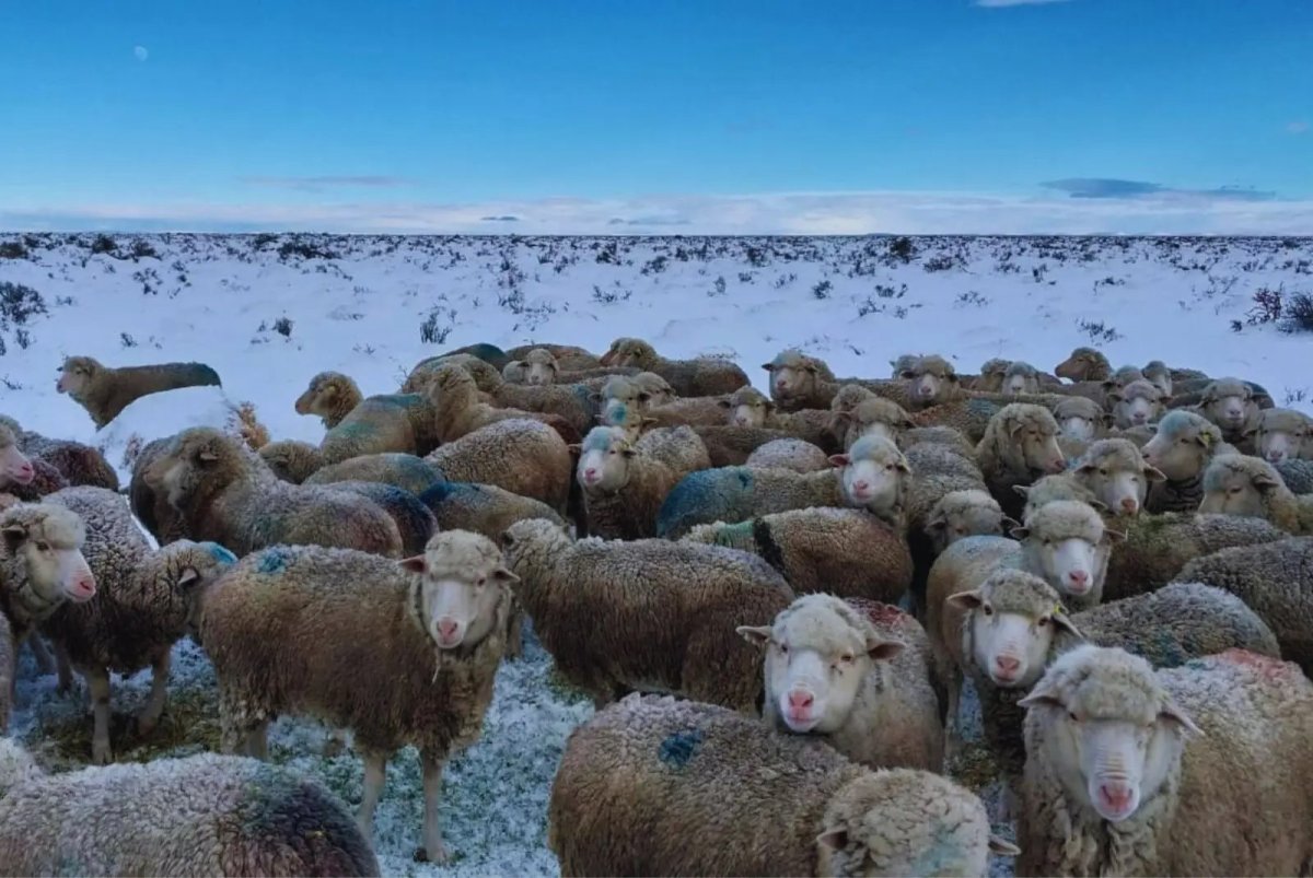 El Consejo Agrario Provincial difundió recomendaciones para la suplementación del ganado durante el invierno