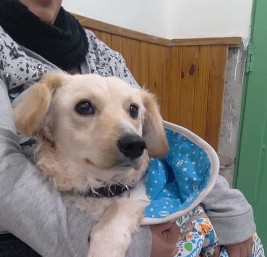 Castración de mascotas: el 