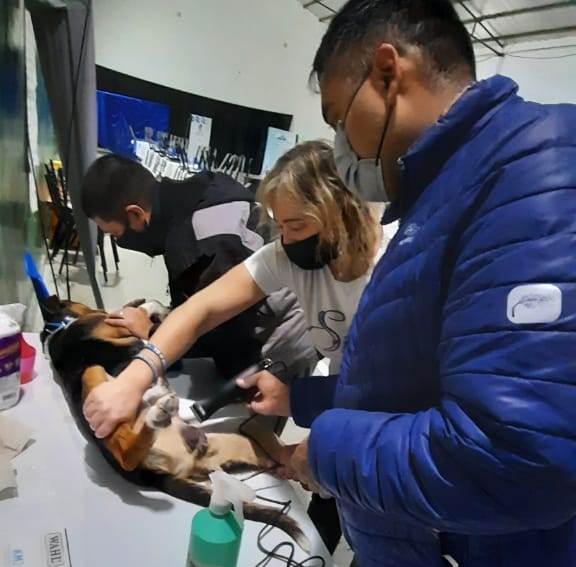 Castración masiva: la mitad de los turnos pegaron el 