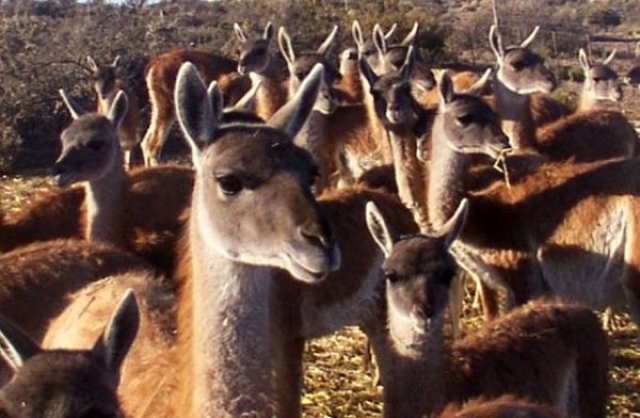 Exportaciones pymes: CAME y PromArgentina consolidan modelo de comercio con el sur de Brasil