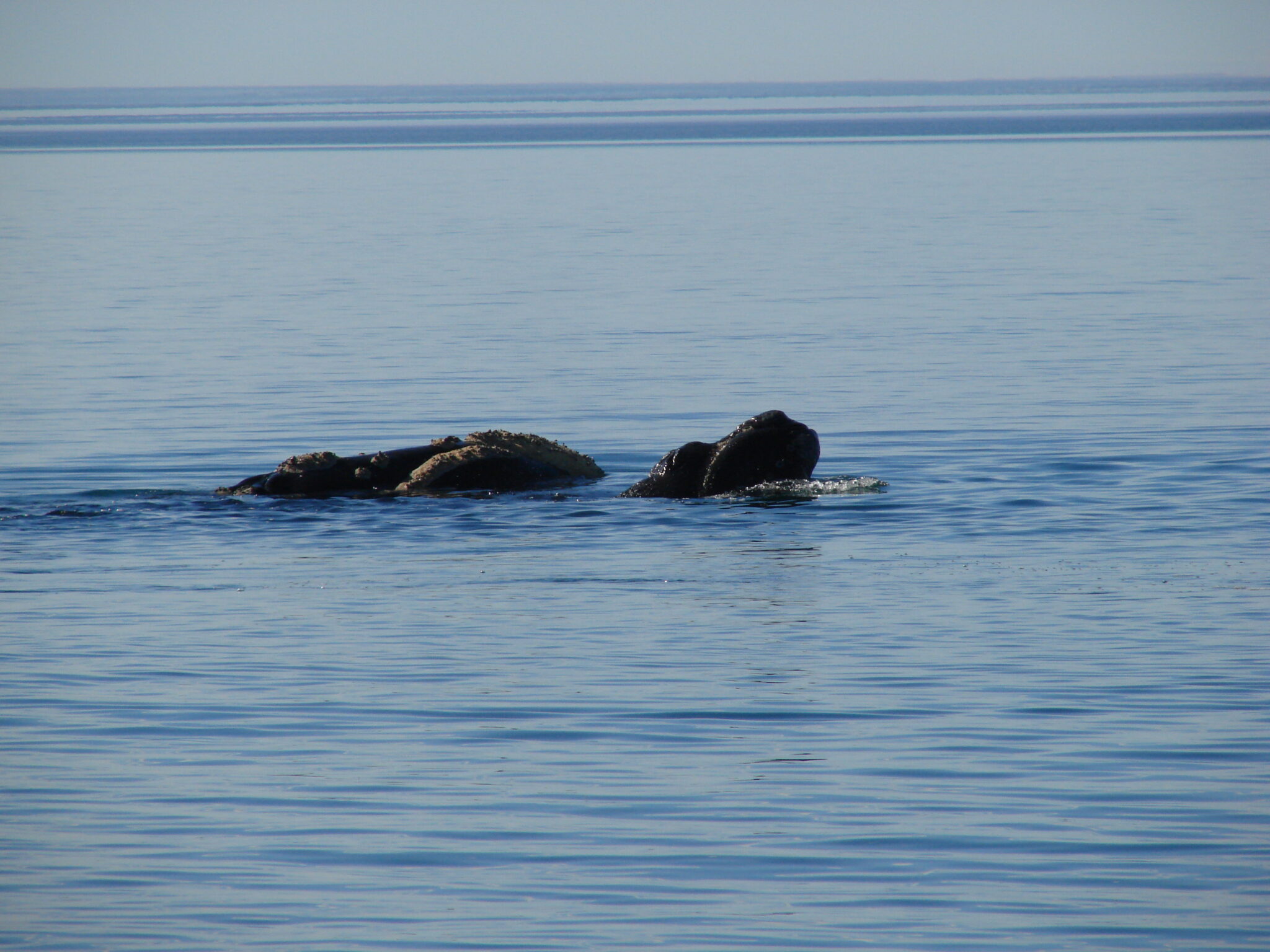 Caleta Olivia es ahora ciudad de las Ballenas