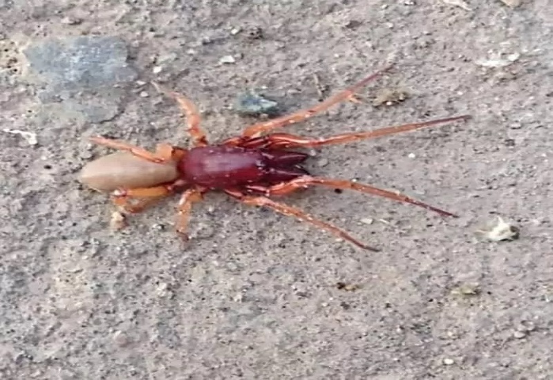 Un vecino de Puerto Deseado encontró una araña cazadora ¿es venenosa?