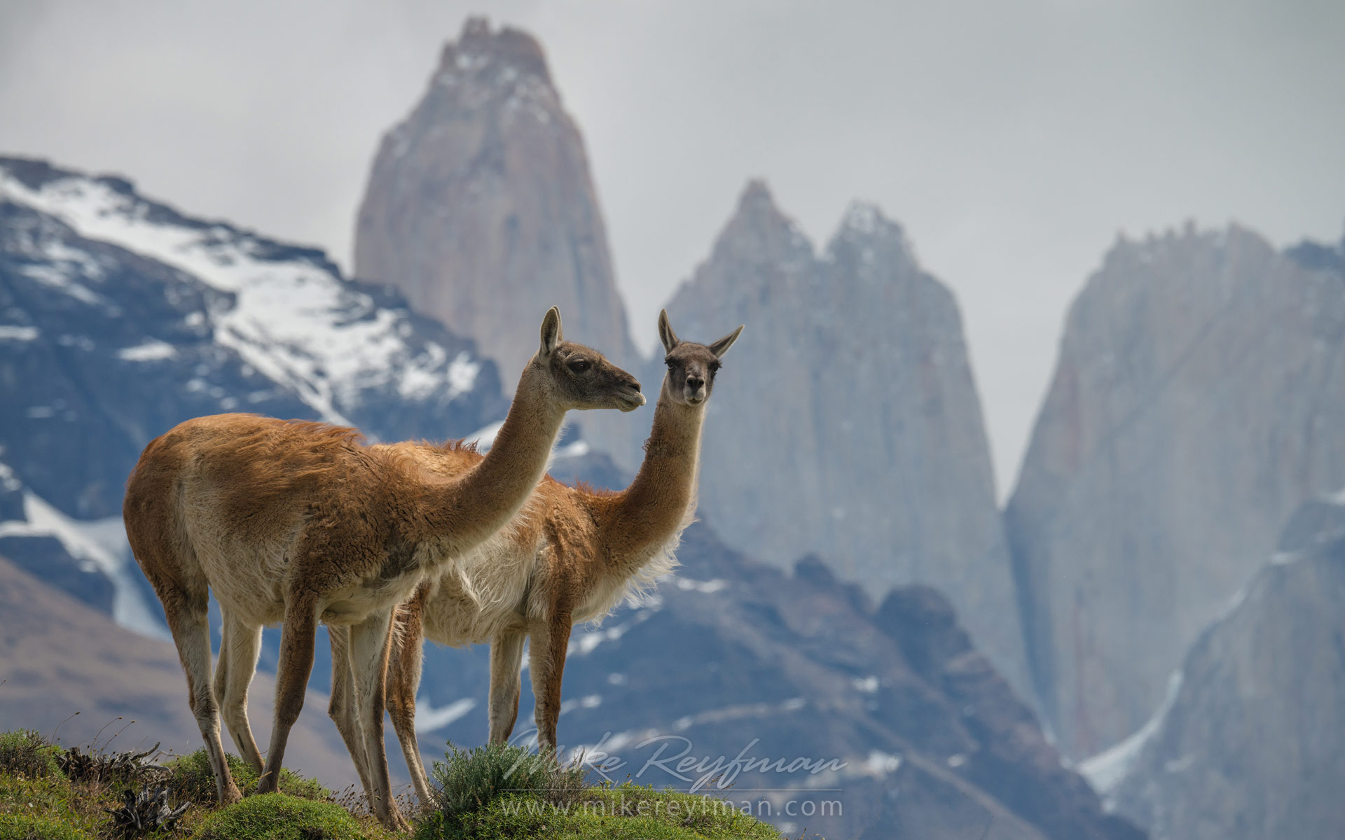Señalan que los guanacos no son 