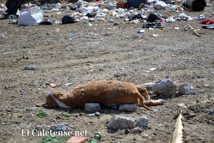 Un pedido del pueblo:  Calicate exigió a Prades un plan de contingencia para la recolección de residuos