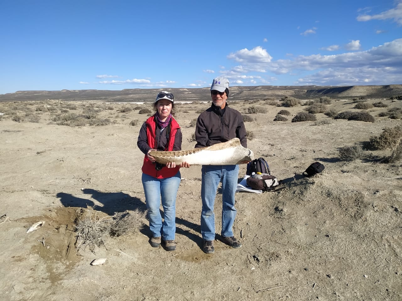 Analizan restos óseos de cetáceos hallados en Monte Loayza