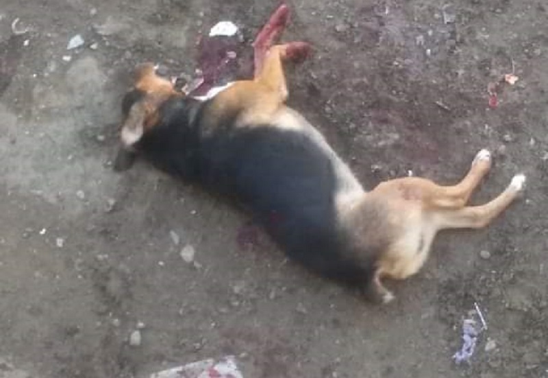 Tal como en Chubut: en Caleta un policía le disparó a un perro