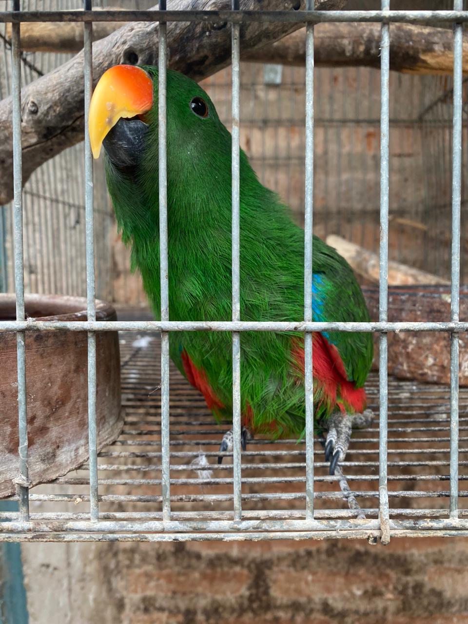 Desarticularon la comercialización de aves exóticas valuadas en dólares