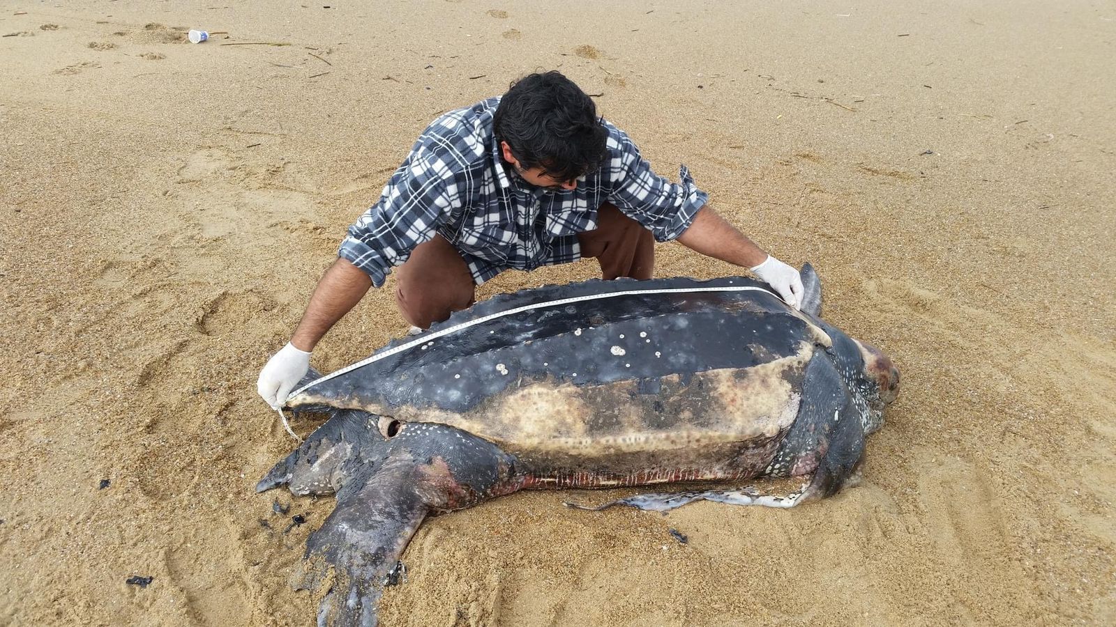 Viajeros pueden formar parte de una ONG encargada del cuidado de tortugas en Uruguay
