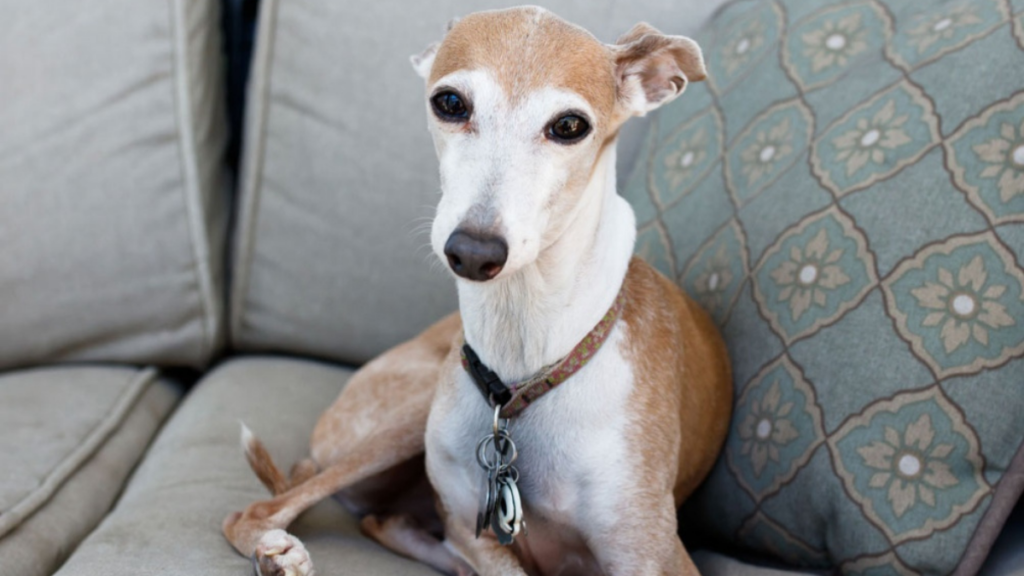 Depravado habría abusado de la perra de su vecino