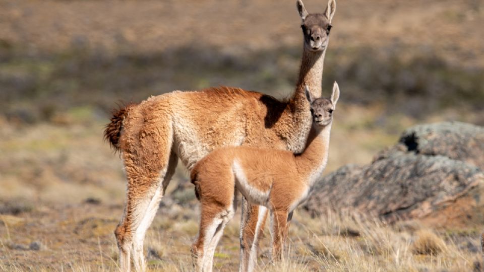 Santa Cruz: habilitan temporada de caza de guanacos