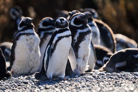Hallaron pingüinos magallánicos muertos por presencia de redes de pesca