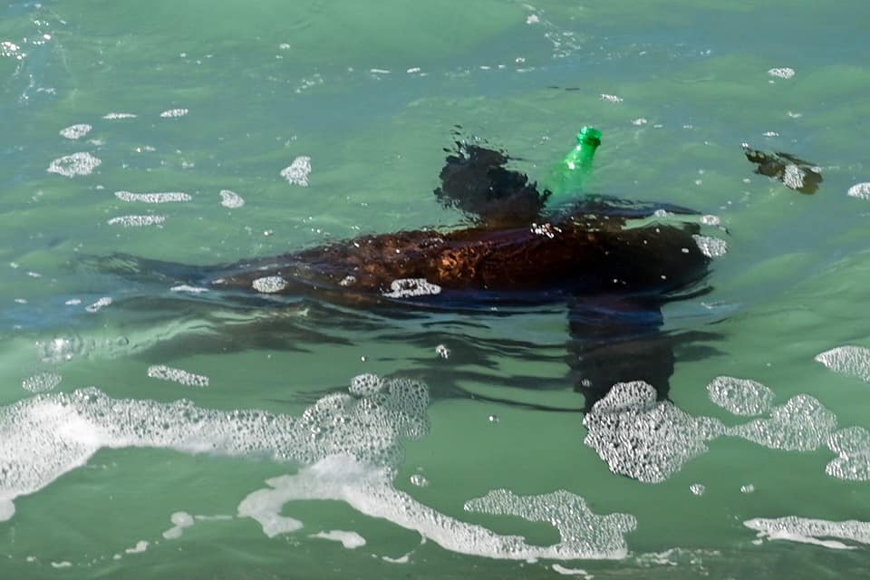 El guanaco en Santa Cruz: entre el conflicto productivo y su potencial como recurso