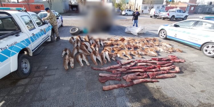 Entre ruta N°43 y 12: decomisaron una gran cantidad de carne de guanaco