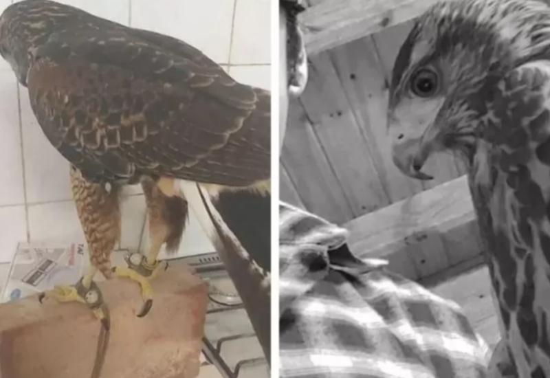 Perdió su águila y ofrece una recompensa de hasta 20 mil pesos