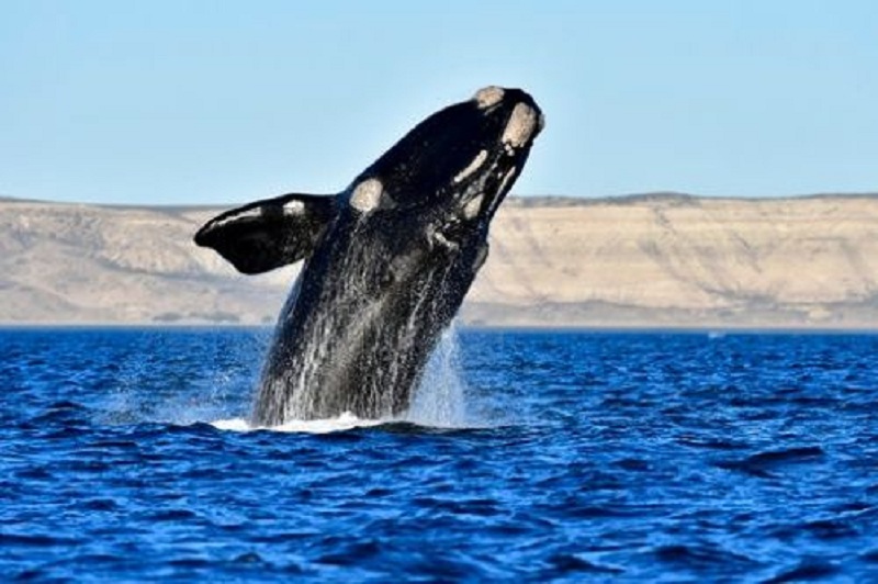 Día Mundial de los Océanos: nuestros mares son increíbles, pero necesitan ayuda