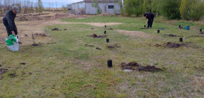 Santa Cruz apuesta por la conservación del molle, símbolo de la flora nativa
