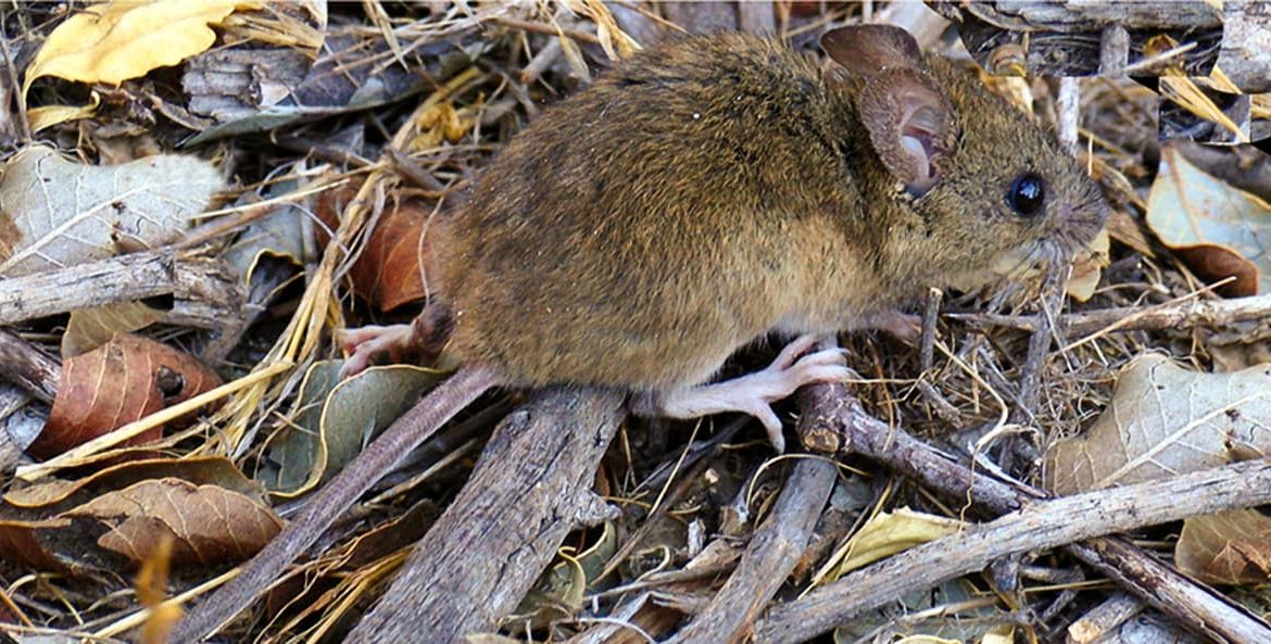 Ahora el Hantavirus: La comarca no tiene descanso y ahora también ataca un 