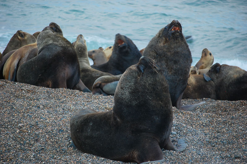 Proponen caminata guiada para observar la fauna marítima local