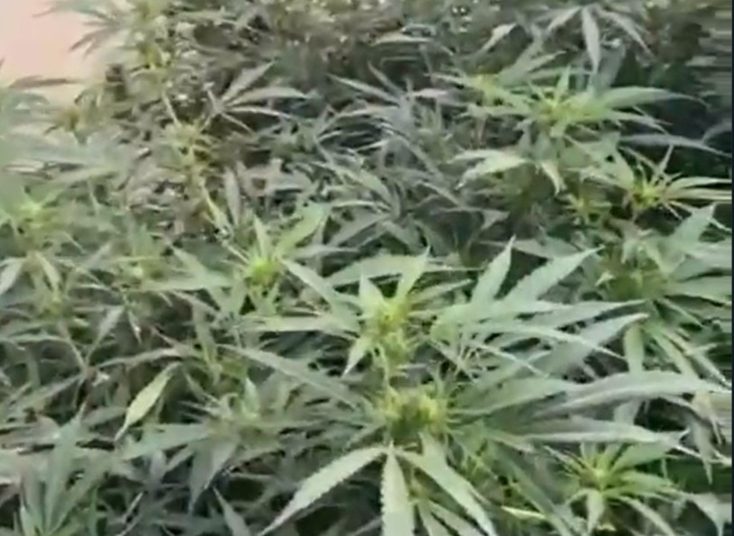 Desmantelan cultivo ilegal de marihuana en operativo coordinado en Caleta Olivia 