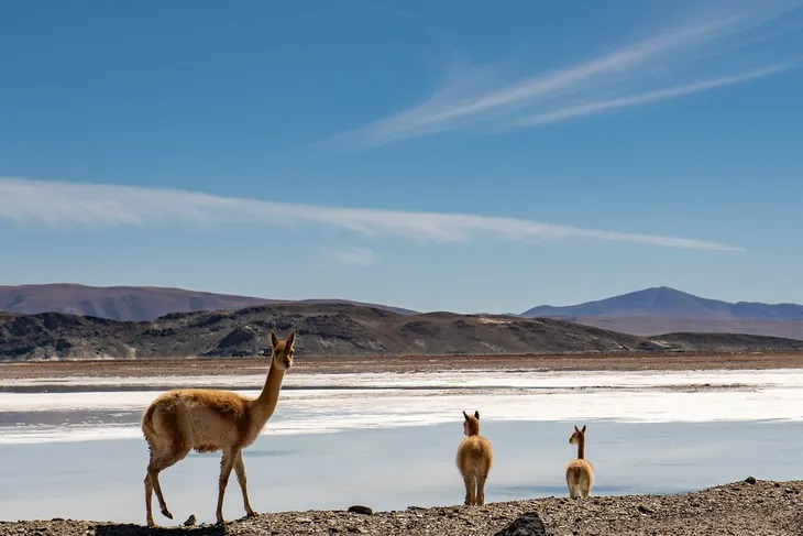Litio, cobre: China avanza sobre los minerales estratégicos de Argentina